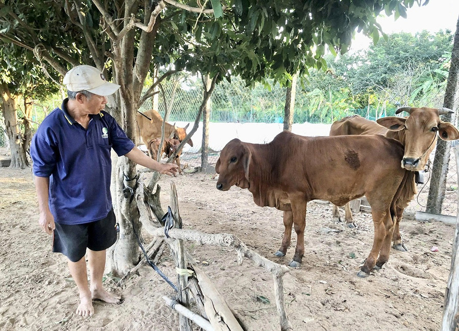 Nhờ chủ động tiêm phòng, đàn bò lai của người dân xã Ia Rsai phát triển ổn định. Ảnh: Lê Nam