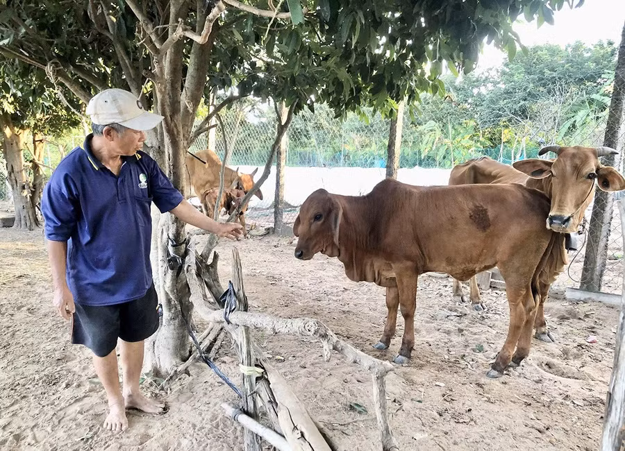 Nhờ chủ động tiêm phòng, đàn bò lai của người dân xã Ia Rsai phát triển ổn định. Ảnh: Lê Nam