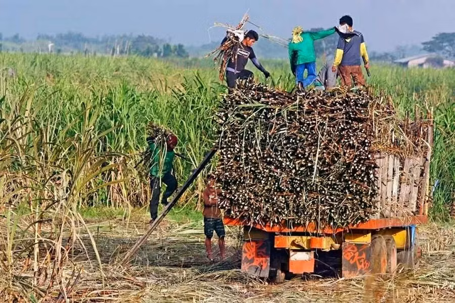 Philippines gia hạn lệnh cấm nhập khẩu đường đến hết tháng 12-2026. Ảnh: Philstar/baoquocte.vn