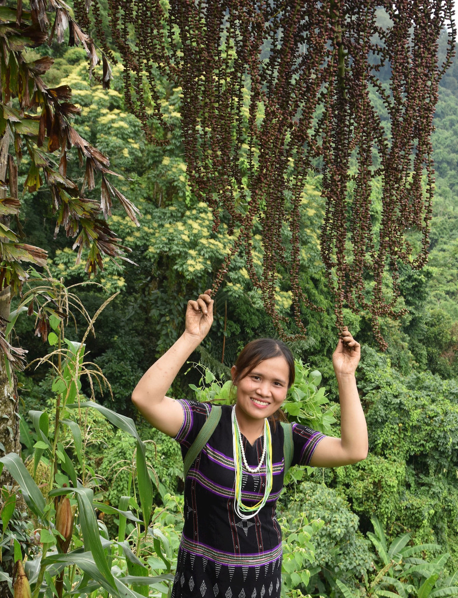 Cô gái Cơ Tu nâng niu những chùm trái tơr’đin.