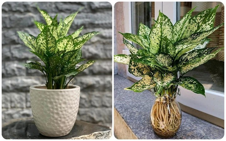 Ngọc ngân thuộc dạng cây thân thảo. (Ảnh: Vietnamnet)