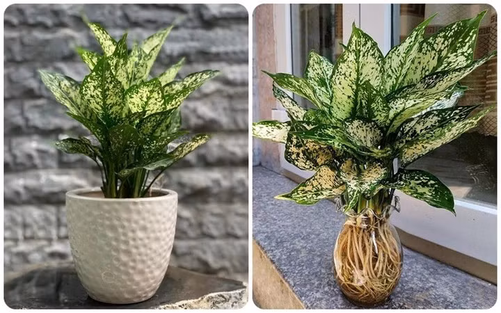 Ngọc ngân thuộc dạng cây thân thảo. (Ảnh: Vietnamnet)