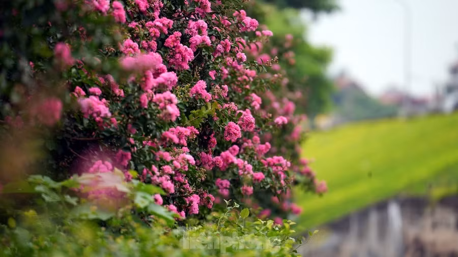 Tại Hà Nội, dọc các tuyến đường như Trần Duy Hưng - Nguyễn Chí Thanh, Ngọc Thụy... Hoa tường vi nở rộ trên dải phân cách, trên những triền đê tạo nên cảnh sắc rực rỡ.