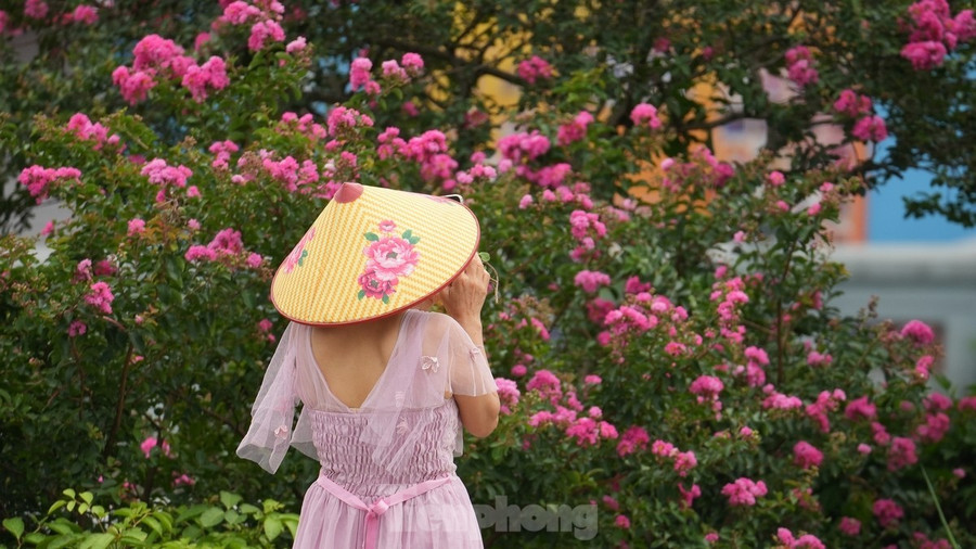 Sắc đỏ rực rỡ của loài hoa này khiến bất cứ ai đi qua cũng phải ngoái nhìn. Sắc đỏ rực rỡ của loài hoa này khiến bất cứ ai đi qua cũng phải ngoái nhìn.