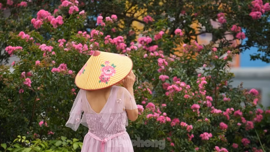 Sắc đỏ rực rỡ của loài hoa này khiến bất cứ ai đi qua cũng phải ngoái nhìn.