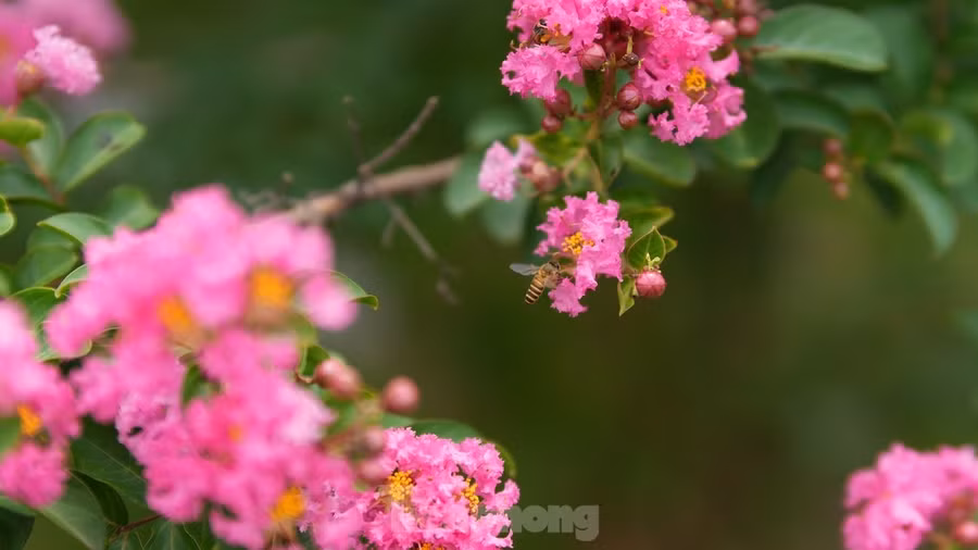 Hoa tường vi tại Công viên thực vật cảnh (xã Tam Hiệp, huyện Thanh Trì).