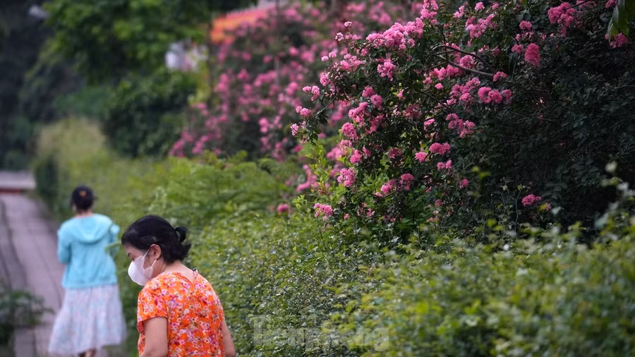 Hoa tường vi nở rộ trên một đoạn đường bên phường Ngọc Thụy (quận Long Biên).