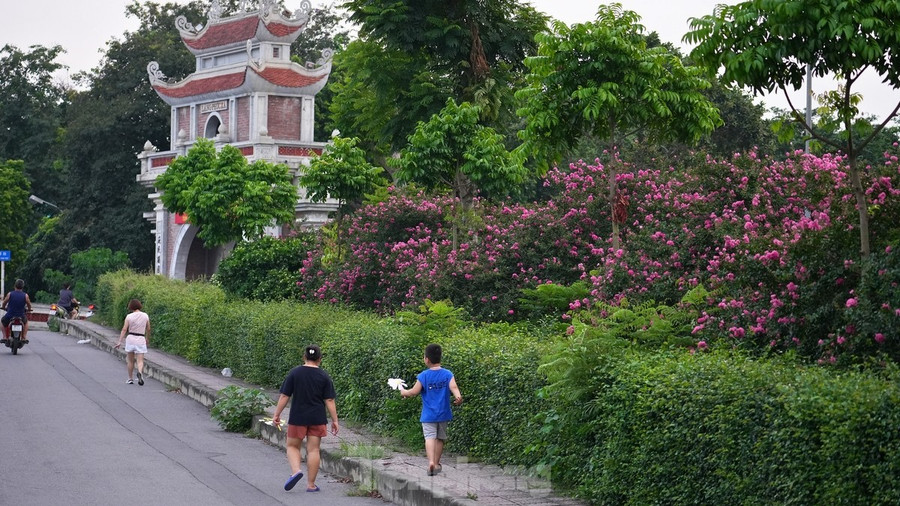 Mùa hoa tường vi sẽ kéo dài đến hết tháng 9 nhưng nhiều người đánh giá đây là thời điểm đẹp nhất trong năm nếu muốn chụp ảnh cùng loài hoa này. Mùa hoa tường vi sẽ kéo dài đến hết tháng 9 nhưng nhiều người đánh giá đây là thời điểm đẹp nhất trong năm nếu muốn chụp ảnh cùng loài hoa này.