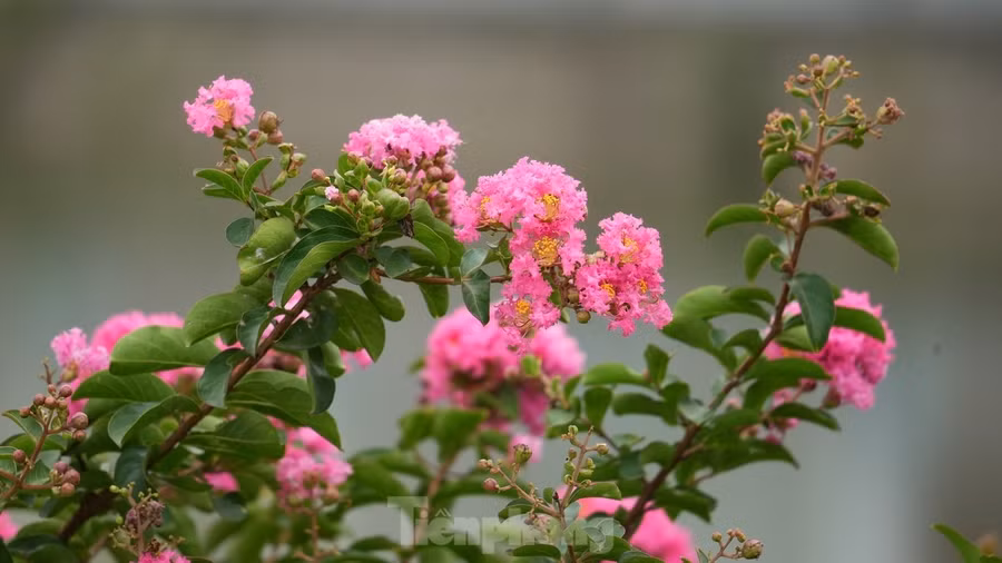 Tuy không sở hữu vẻ đẹp kiêu sa, đằm thắm như hoa hồng nhưng hoa tường vi vẫn đầy quyến rũ bởi chúng mang màu sắc tự nhiên và sự mỏng manh, thuần khiết.