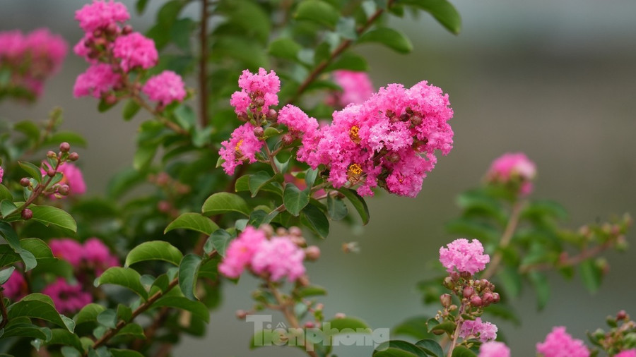 Hoa thường nở thành từng chùm, dày đặc ở đầu cành, tạo nên những mảng màu rực rỡ. Hoa thường nở thành từng chùm, dày đặc ở đầu cành, tạo nên những mảng màu rực rỡ.