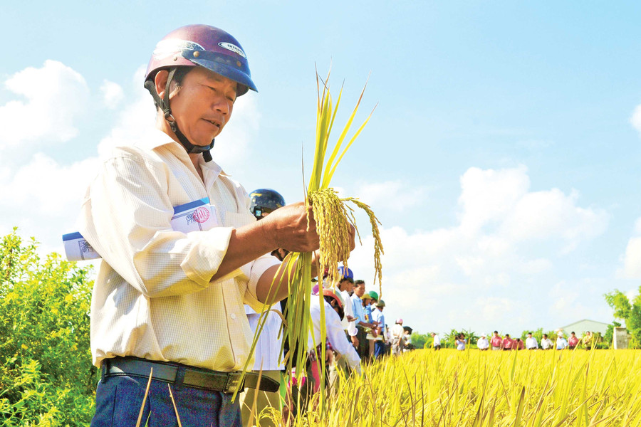 Hợp tác xã nông nghiệp Phước Hưng xây dựng vùng sản xuất khảo nghiệm các giống lúa mới, từng bước cho ra sản phẩm nông nghiệp hữu cơ, nông nghiệp sạch để nâng cao hiệu quả, giá trị trên thị trường. Ảnh: C.L Hợp tác xã nông nghiệp Phước Hưng xây dựng vùng sản xuất khảo nghiệm các giống lúa mới, từng bước cho ra sản phẩm nông nghiệp hữu cơ, nông nghiệp sạch để nâng cao hiệu quả, giá trị trên thị trường. Ảnh: C.L