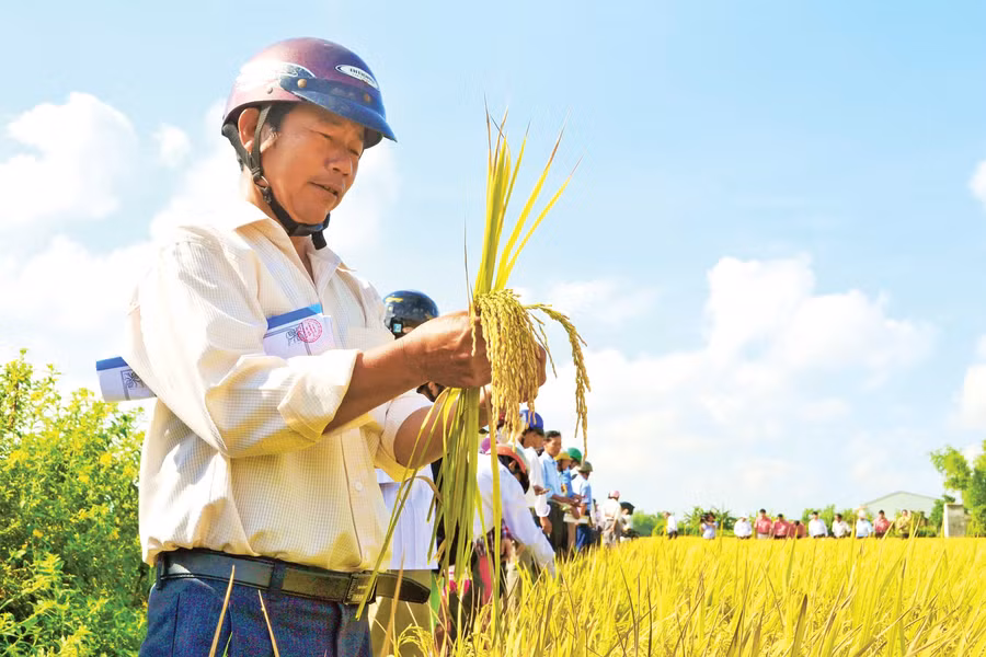 Hợp tác xã nông nghiệp Phước Hưng xây dựng vùng sản xuất khảo nghiệm các giống lúa mới, từng bước cho ra sản phẩm nông nghiệp hữu cơ, nông nghiệp sạch để nâng cao hiệu quả, giá trị trên thị trường. Ảnh: C.L