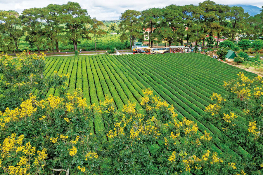 Yellow Cassia flowers in Bien Ho Tea (Bien Ho commune). Photo: Nguyen Linh Vinh Quoc Hoa muồng vàng ở Biển Hồ chè (xã Biển Hồ). Ảnh: Nguyễn Linh Vinh Quốc