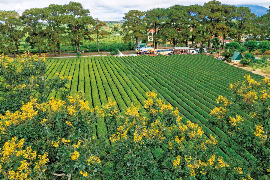 Hoa muồng vàng ở Biển Hồ chè (xã Biển Hồ). Ảnh: Nguyễn Linh Vinh Quốc