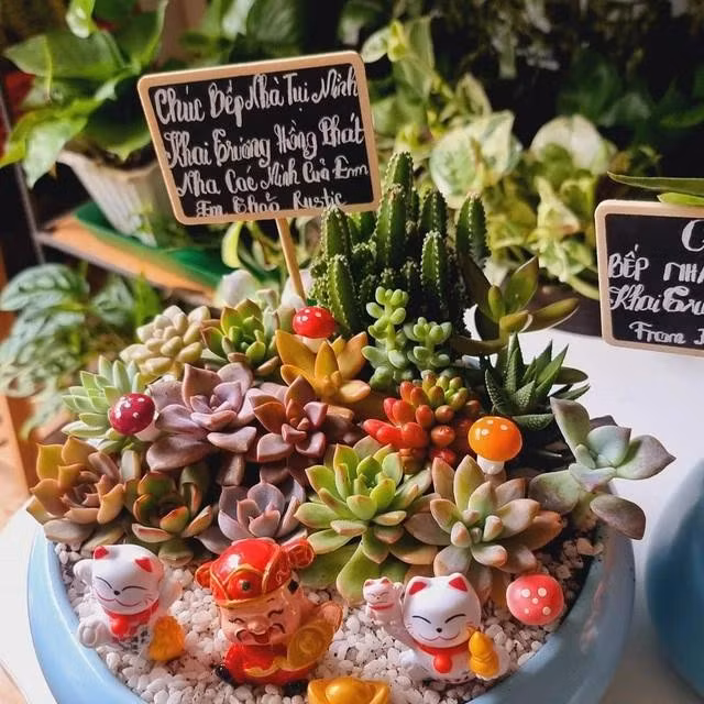 Chậu tiểu cảnh sen đá mừng khai trương. ẢNH: DUY TÂN