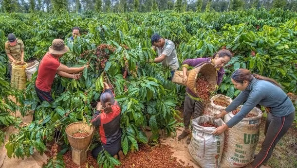 thu-hoach-ca-phe-610x346dd.jpg