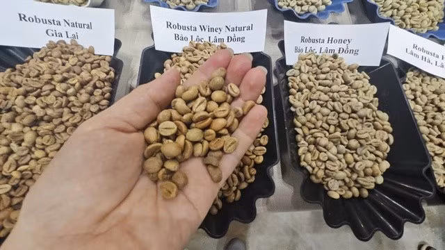 Các loại cà phê Robusta của Việt Nam