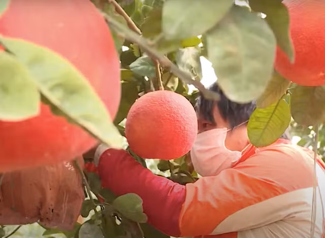 Bưởi đỏ Đông Cao đã được thương lái mua buôn tại vườn với giá 200-300 ngàn đồng/quả