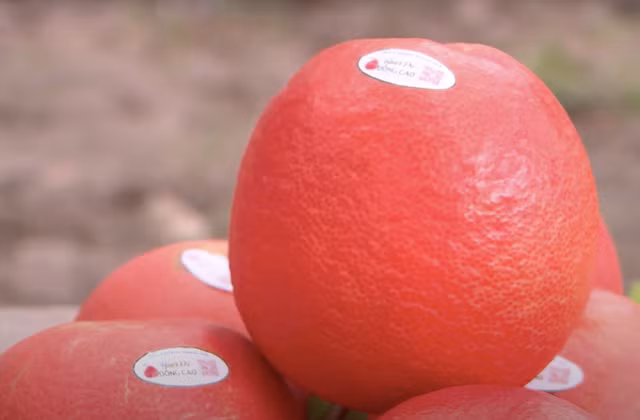 Bưởi đỏ Đông Cao được công nhận sản phẩm OCOP 4 sao, có đầy đủ tem truy xuất nguồn gốc, mã QR