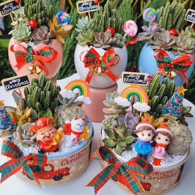 Chậu tiểu cảnh sen đá bán vào dịp Giáng sinh. ẢNH: DUY TÂN