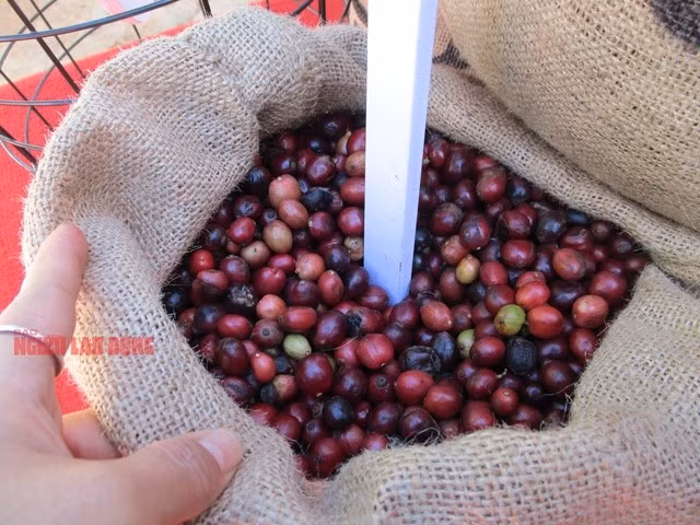 Cà phê Tây Nguyên được thu hoạch chín