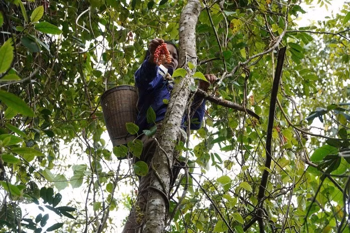 Người dân vào rừng hái ngũ vị tử