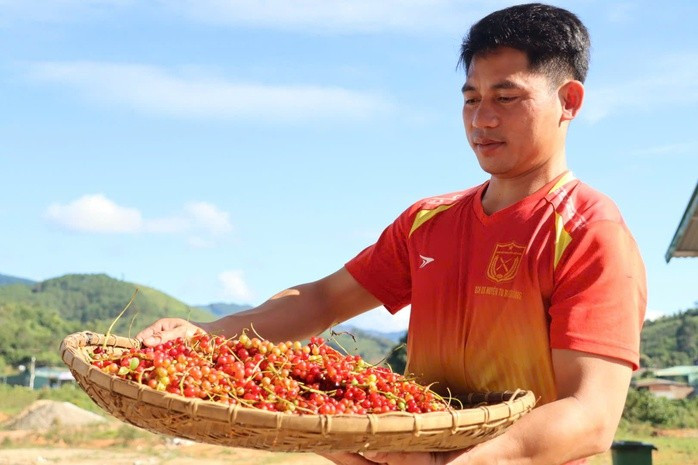 Quả ngũ vị tử trông rất bắt mắt Quả ngũ vị tử trông rất bắt mắt