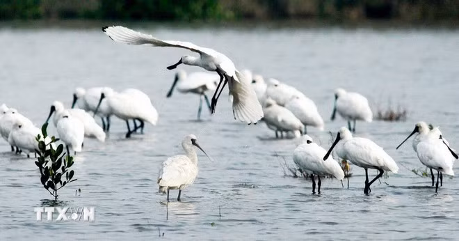 Cò thìa được xếp hạng Nguy cấp trong Sách Đỏ quốc tế, mỗi năm chỉ xuất hiện 40 cá thể trong Vườn Quốc gia Xuân Thủy. (Ảnh: Lâm Khánh/TTVN)