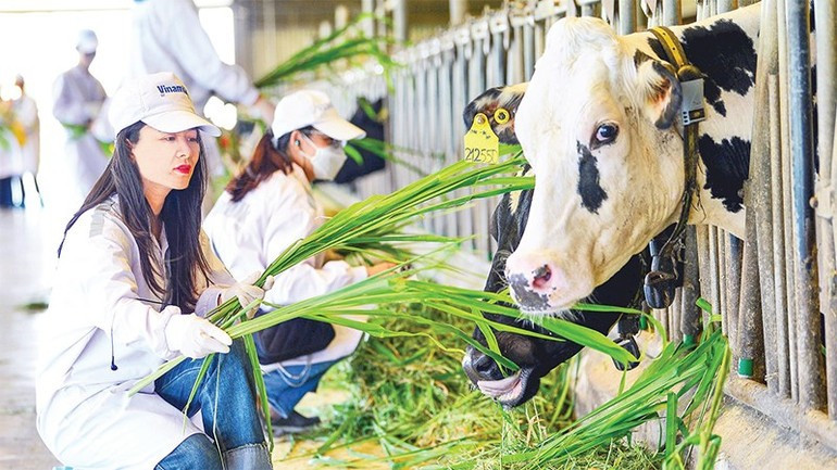 Tham quan mô hình sử dụng năng lượng xanh và kinh tế tuần hoàn tại các trang trại và nhà máy của Vinamilk. Nguồn: VBCSD Tham quan mô hình sử dụng năng lượng xanh và kinh tế tuần hoàn tại các trang trại và nhà máy của Vinamilk. Nguồn: VBCSD