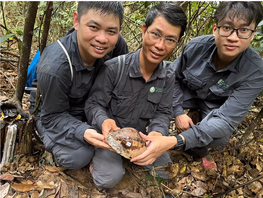 Cán bộ CTNC vui mừng khi phát hiện loài rùa hộp trán vàng miền Nam ngoài tự nhiên