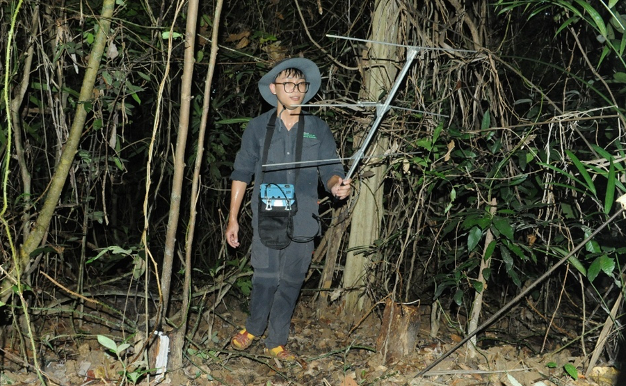 Cán bộ CTNC áp dụng công nghệ Radio-tracking trong công tác điều tra loài rùa hộp trán vàng miền Nam. Cán bộ CTNC áp dụng công nghệ Radio-tracking trong công tác điều tra loài rùa hộp trán vàng miền Nam.
