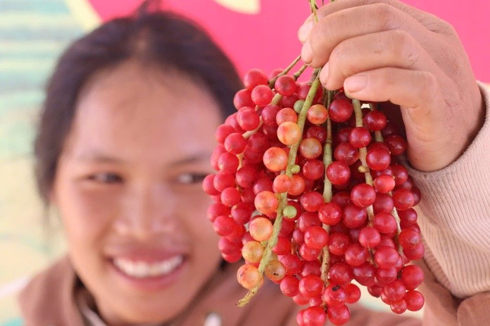 Quả ngũ vị tử chín mọng nước Quả ngũ vị tử chín mọng nước