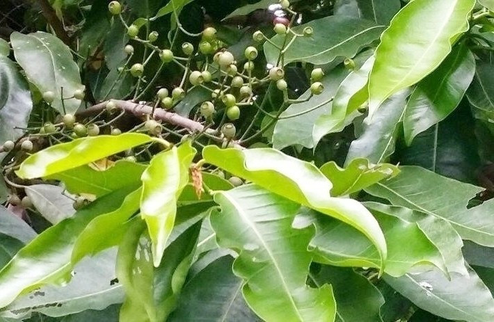 Lá và nụ vối chứa hoạt chất kháng sinh tự nhiên. (Ảnh minh hoạ) Lá và nụ vối chứa hoạt chất kháng sinh tự nhiên. (Ảnh minh hoạ)