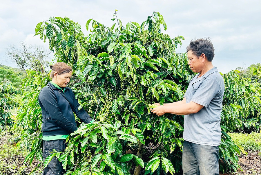 Nhờ tham gia sinh hoạt với Tổ TTCĐ, gia đình bà Đinh Thị Nhắc (ở làng Đăk Bok, xã Krong) vay vốn phát triển kinh tế, giúp ổn định cuộc sống. Ảnh: D.Đ Nhờ tham gia sinh hoạt với Tổ TTCĐ, gia đình bà Đinh Thị Nhắc (ở làng Đăk Bok, xã Krong) vay vốn phát triển kinh tế, giúp ổn định cuộc sống. Ảnh: D.Đ