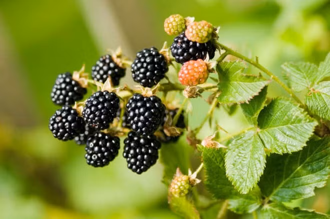 Mâm xôi đen - ít đường, giàu chất xơ và protein