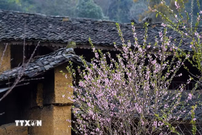 Sắc đào dưới những mái nhà lợp ngói âm dương ở bản Lô Lô, xã Lũng Cú, huyện Đồng Văn, Hà Giang. (Ảnh: Khánh Hòa/TTXVN)