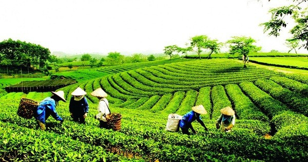 Ban hành Quy chế hoạt động của Ban Chỉ đạo quốc gia về kinh tế tập thể. Ảnh minh họa: VGP Ban hành Quy chế hoạt động của Ban Chỉ đạo quốc gia về kinh tế tập thể.