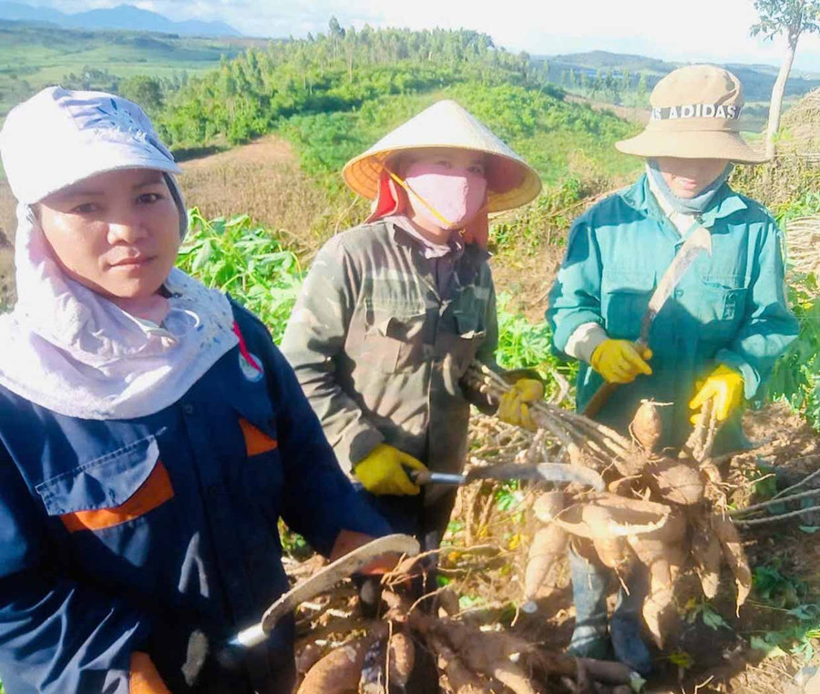 Chị Byer (bìa trái) thu hoạch mì. Ảnh: Phương Dung Chị Byer (bìa trái) thu hoạch mì. Ảnh: Phương Dung