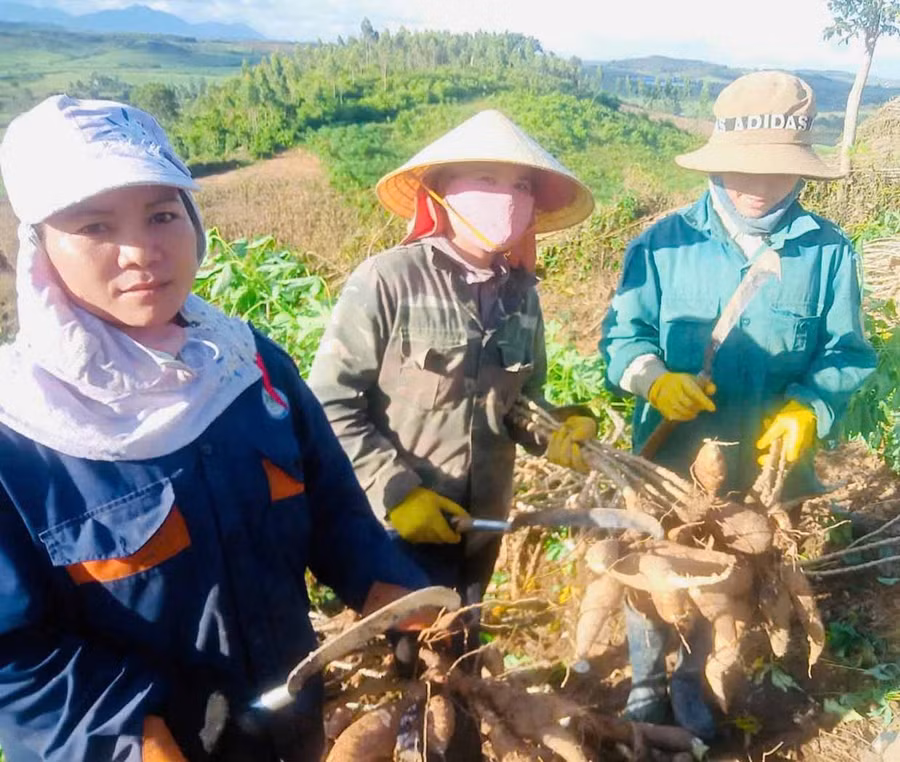 Chị Byer (bìa trái) thu hoạch mì. Ảnh: Phương Dung