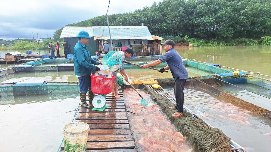 Anh Đàm Văn Sáng thu hoạch cá diêu hồng nuôi trên sông Sê San. Ảnh: T.D Anh Đàm Văn Sáng thu hoạch cá diêu hồng nuôi trên sông Sê San.