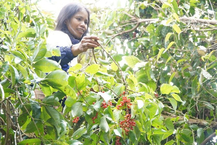 Ngũ vị tử mỗi năm cho quả 1 lần. Ngũ vị tử mỗi năm cho quả 1 lần