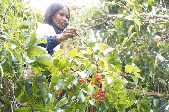 Ngũ vị tử mỗi năm cho quả 1 lần