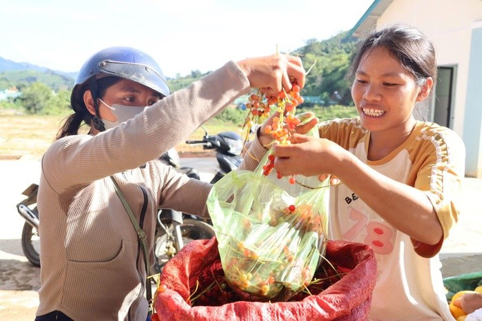 Ngũ vị tử được các thương lái vào tận làng thu mua. Ngũ vị tử được các thương lái vào tận làng thu mua