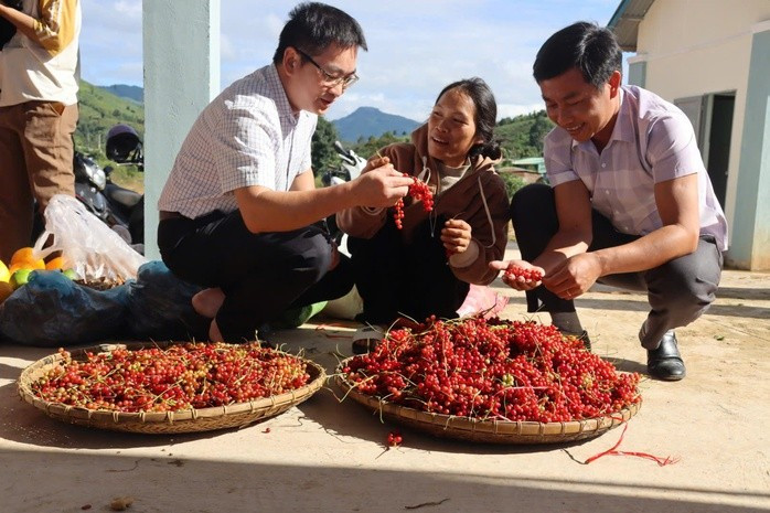 Trong những năm gần đây, ngũ vị tử được người dân và thương lái thu mua Trong những năm gần đây, ngũ vị tử được người dân và thương lái thu mua