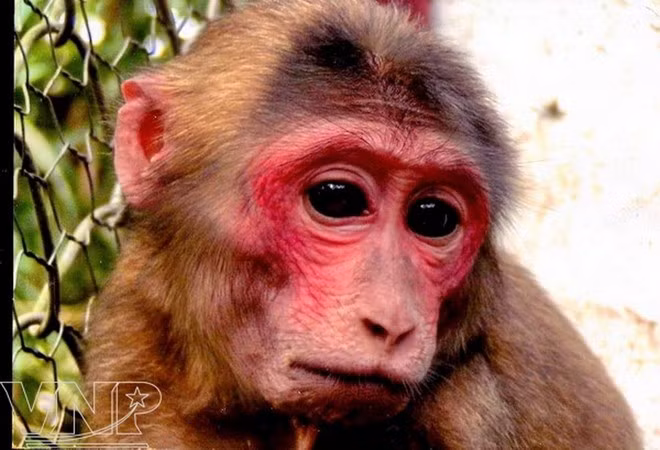 Khỉ mặt đỏ ở Vườn Quốc gia Pù Mát. (Nguồn: Báo ảnh Việt Nam).