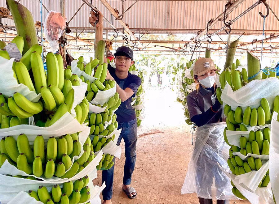 Công ty CP Nông nghiệp công nghệ cao Hưng Sơn dùng hệ thống ròng rọc để vận chuyển chuối từ trang trại về nhà máy sơ chế.