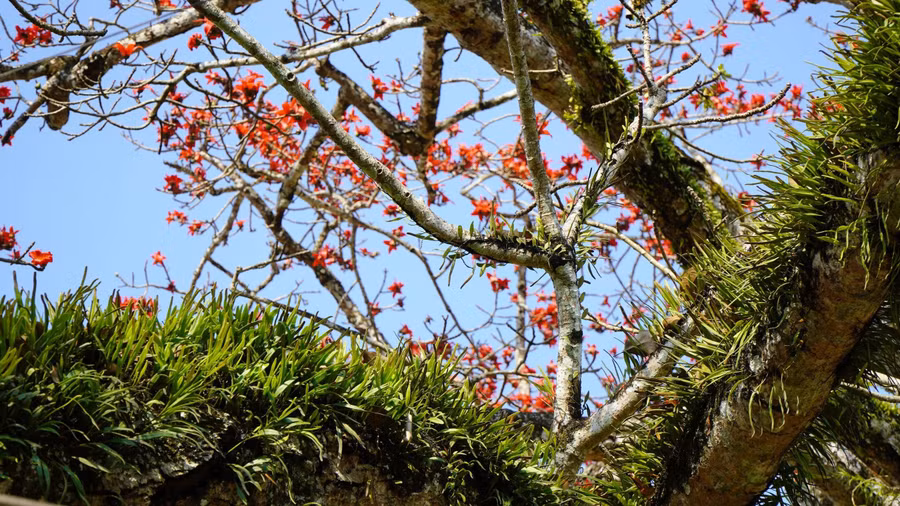 Những đóa hoa gạo đỏ au, dày cánh trên nền trời xanh. ẢNH: MẠNH CƯỜNG