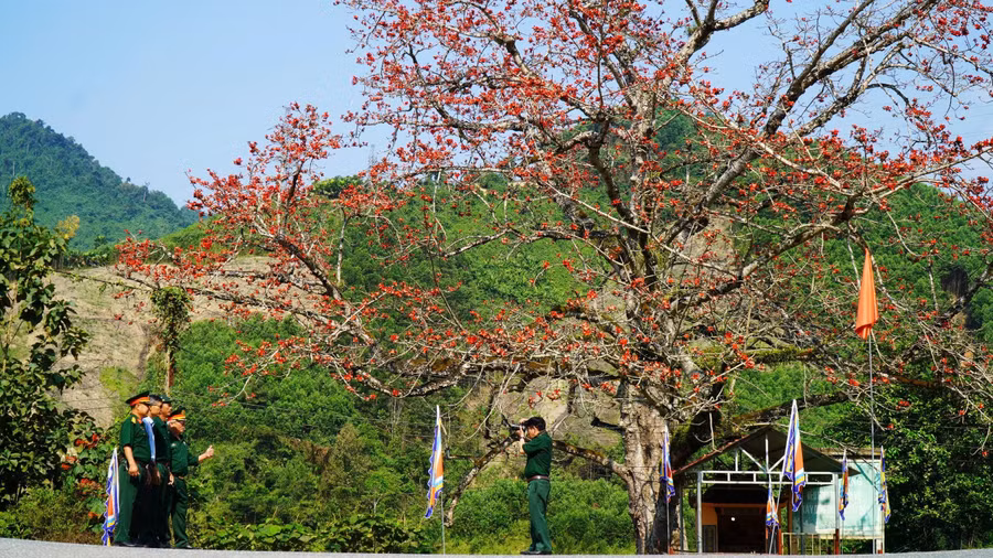 Từng cánh hoa đỏ au, nổi bật giữa nền trời xanh biếc, trông xa như những đốm lửa đang cháy bùng giữa đại ngàn Trường Sơn. ẢNH: MẠNH CƯỜNG