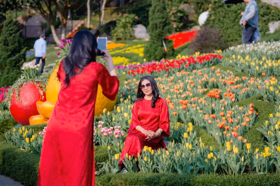 Điểm nhấn đặc biệt của sắc xuân trên 'nóc nhà Nam bộ' năm nay là thảm hoa Tulip với gần 120.000 gốc từ Hà Lan rực rỡ bung nở