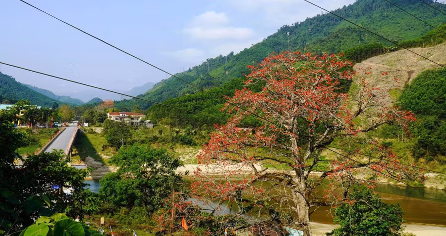 Cây gạo cổ thụ nở hoa rực đỏ bên dòng sông xanh. ẢNH: MẠNH CƯỜNG